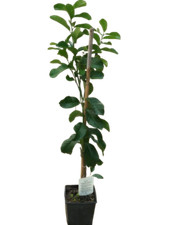 Cedro citrus medica usato  Italia