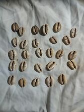 商朝 贻贝币 chinese for sale  Sarasota