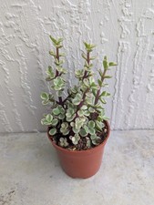 Variegated jade elephant for sale  Jacksonville