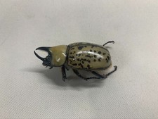 Dynastes tityus male for sale  Newark