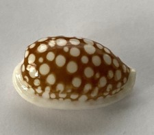 Coquillages cypraea cribraria d'occasion  Mandelieu-la-Napoule