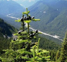 Graines sapin gracieux d'occasion  Sabres