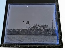 antique pelican print for sale antique pelican print for sale Orlando