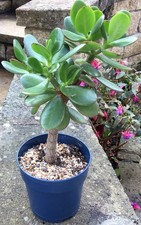 Large jade plant for sale  BATH