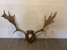 Dammhirschgeweih geweih gehör gebraucht kaufen  Heilbad Heiligenstadt