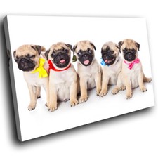 Pug puppies dogs for sale  STRABANE