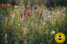 Usado, COMÉRCIO 100% mistura de sementes de flores silvestres SEM plantas de grama flor de milho COMPRE 2 GANHE 1 GRÁTIS comprar usado  Enviando para Brazil
