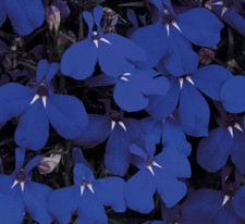 Lobelia erinus marine for sale  BECCLES