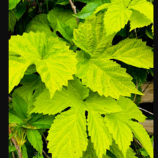 Humulus lupulus golden for sale  STANLEY