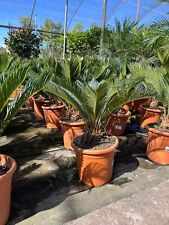 Cycas revoluta usato  Italia