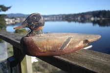 Mallard drake duck for sale  Lincoln City