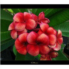 Semi plumeria allison usato  Trappeto