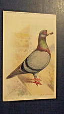 Blue dragoon pigeon for sale  BATH