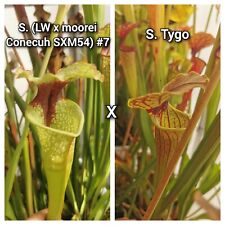 Semi sarracenia tygo usato  Lanciano