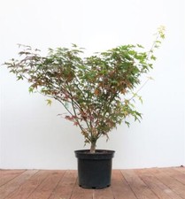Acer palmatum tobisho gebraucht kaufen  Westerstede