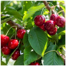 Lapins cherry tree for sale  NEWTOWNARDS