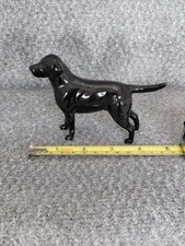 labrador dogs for sale labrador dogs for sale THORNTON-CLEVELEYS