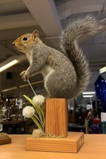 Taxidermy squirrel wooden for sale  WAKEFIELD