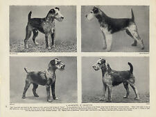 Lakeland terrier four for sale  COLEFORD