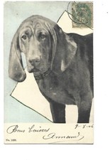 Illustration chien chasse d'occasion  Toulon-