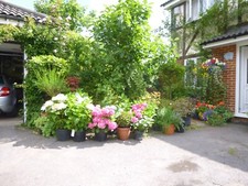 Hydrangea plant year for sale  READING