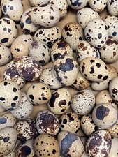 Jumbo pharoah coturnix for sale  Spring Grove