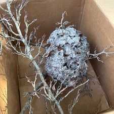 Paper wasp nest for sale  Downingtown