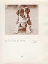 STAFFORDSHIRE BULL TERRIER FILHOTE ANTIGO VINTAGE 1934 NOMEADO CÃO SÉPIA PÁGINA DE IMPRESSÃO comprar usado  Enviando para Brazil