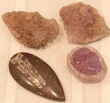 orthoceras fossils for sale orthoceras fossils for sale THETFORD