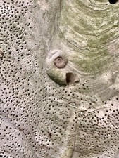 Giant clam shell for sale  Jacksonville