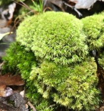 Live moss assortment d'occasion  Expédié en Belgium