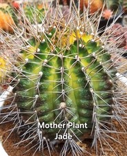 large flowering jade plant for sale large flowering jade plant for sale Indianapolis