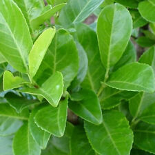 Prunus rotundifolia cherry for sale  UK