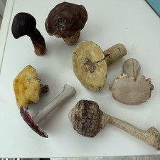 Assortment decorative mushroom for sale  STAINES-UPON-THAMES