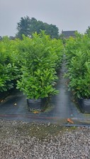 Laurel instant hedging for sale  ORMSKIRK