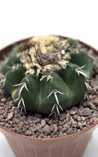Używany, Discocactus Placentiformis - very Rare In Pot 12 Cm na sprzedaż  Wysyłka do Poland