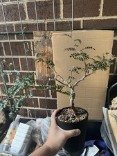 Operculicarya pachypus cactus for sale  Flushing