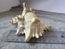 Vintage eastern murex for sale  Middlesex