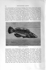 Old antique print for sale  UK