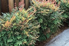 Gulf stream nandina for sale  Pelzer