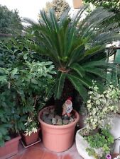 Cycas revoluta cicas usato  Roma
