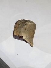 Baby dinosaur vertebra for sale  SOLIHULL