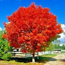 japanese landscaping for sale japanese landscaping for sale Lincolnton