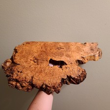 Maple burl live for sale  Snohomish
