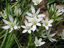 plants flowers 5 25 for sale plants flowers 5 25 for sale Saco