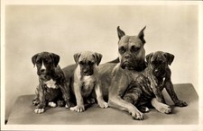 Boxer weibchen ihren gebraucht kaufen  Berlin