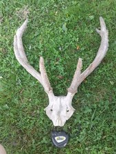 Massacre bois cerf d'occasion  Polaincourt-et-Clairefontaine