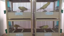 Song canary bird for sale  North Canton