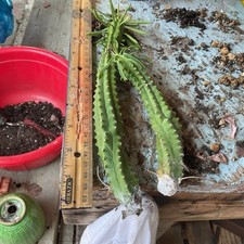 cactus plant cuttings for sale cactus plant cuttings for sale Norwalk