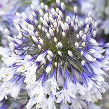 Agapanthus fireworks perennial for sale  UK